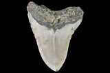 Bargain, Fossil Megalodon Tooth - North Carolina #109673-2